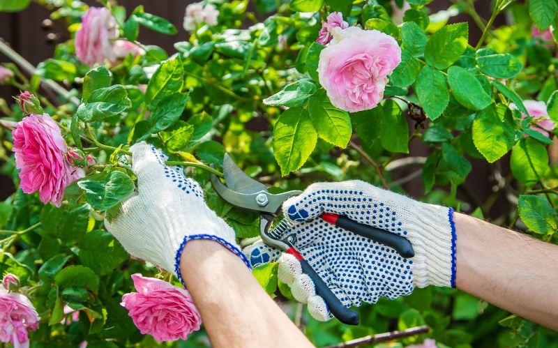 Knockout Roses Pruning