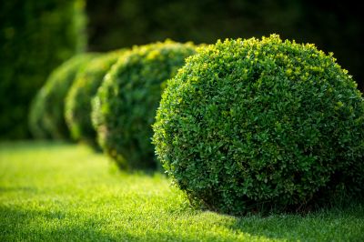 Trimmed Shrubs with Defined Shape