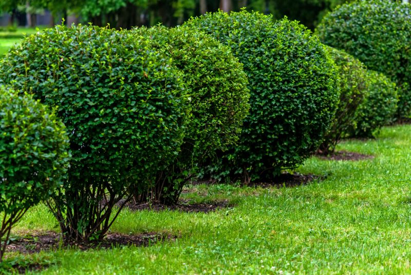 Pruned Bushes with Clean Lines