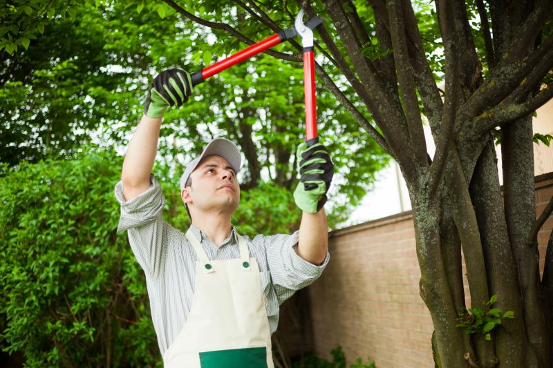 Specialized Tree and Shrub Care Services