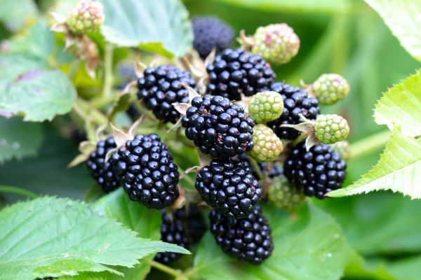 Blackberry Bush Removal in Hixson