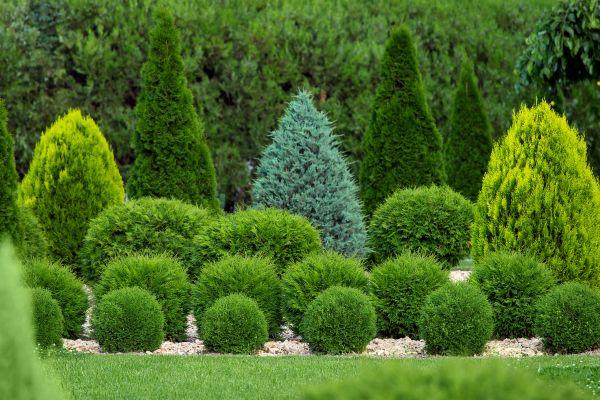 Bush Shaping Service in Hixson