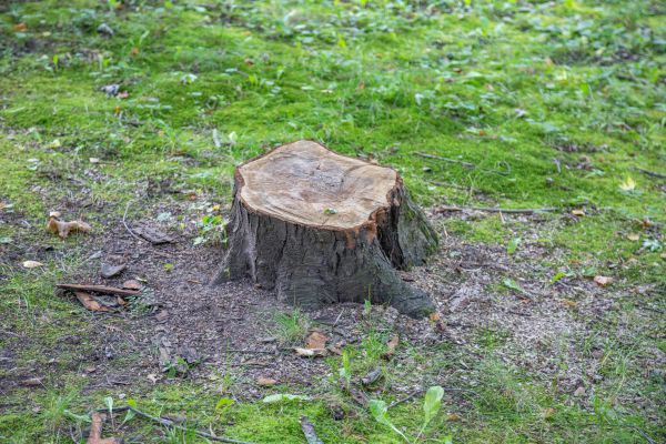 Bush Stump Removal in Hixson