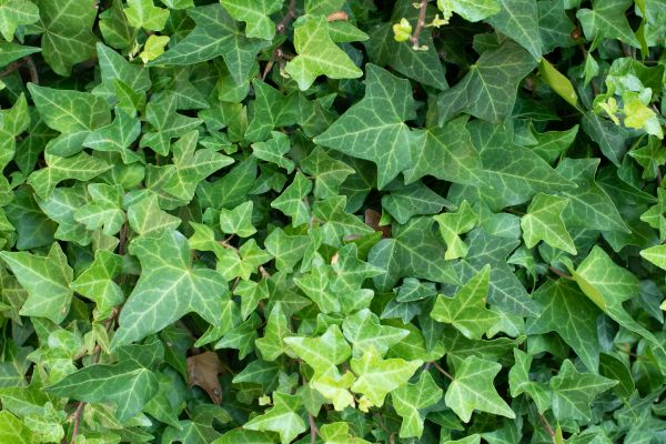 English Ivy Removal in Hixson