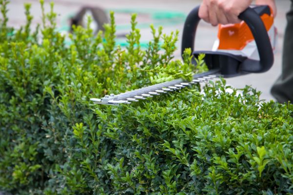 Hedge Pruning in Hixson