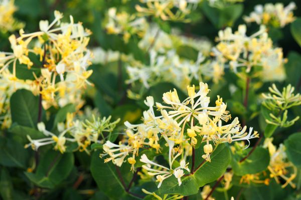 Honeysuckle Removal in Hixson