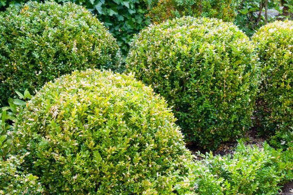 Landscape Trimming Service in Hixson