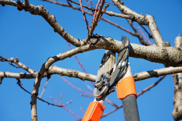 Pruning Service in Hixson