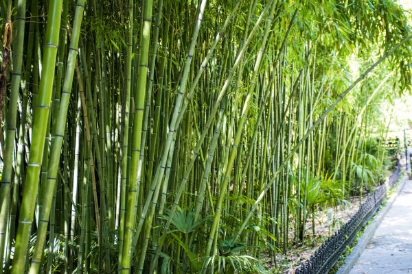 Bamboo Root Removal in Hixson