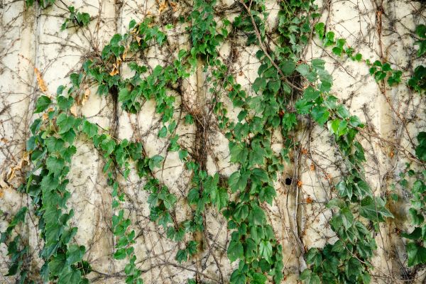Vine Removal Service in Hixson
