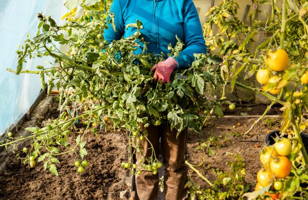 Garden Plant Removal in Hixson
