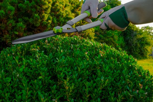 Topiary Shearing in Hixson