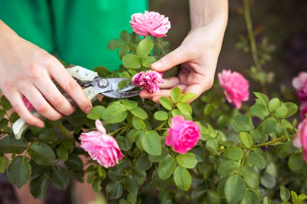 Rose Shearing in Hixson