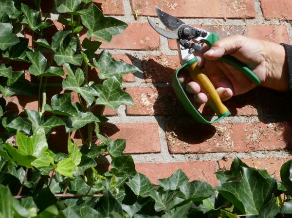 Ivy Removal Service in Hixson