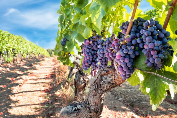 Cost of Grapevine Pruning in Hixson