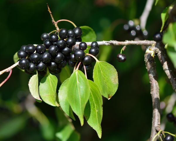 Buckthorn Removal in Hixson