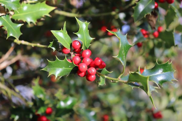 Holly Tree Trimming in Hixson