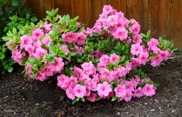 Azaleas Removal in Hixson