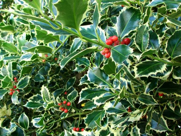 Holly Bushes Trimming in Hixson