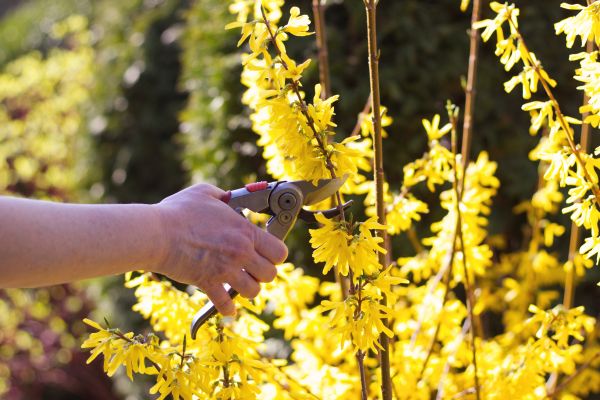Forsythia Pruning in Hixson
