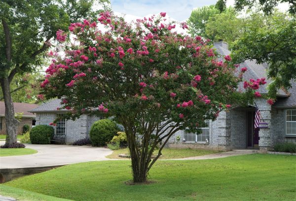 Crepe Myrtle Trimming in Hixson