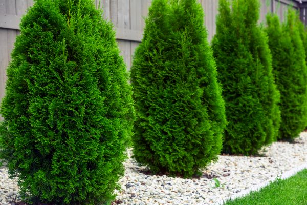 Arborvitae Removal in Hixson