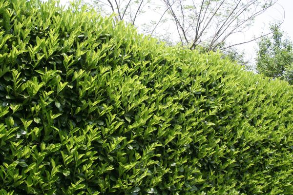 Laurel Shrub Removal in Hixson