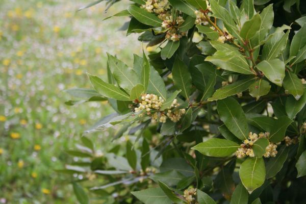 Laurel Trimming in Hixson