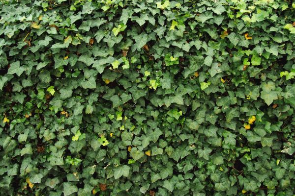 Ivy Pruning service in Hixson