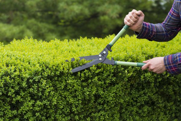 Evergreen Shrub Pruning in Hixson