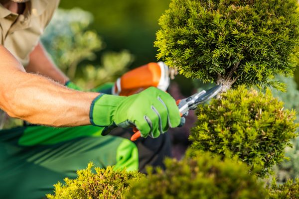 Landscape Pruning Service in Hixson