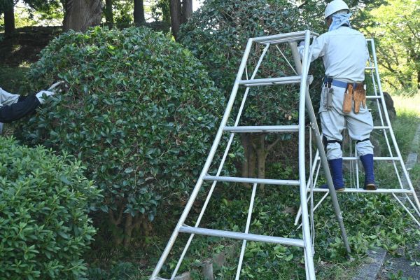 Holly Shaping in Hixson