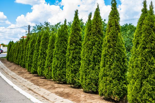 Arborvitae Shearing in Hixson