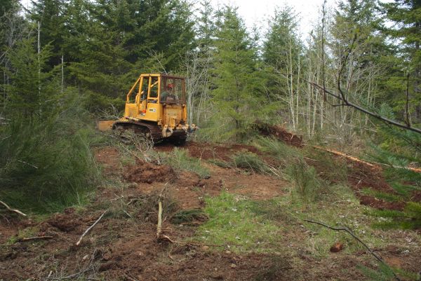 Shrubbery Clearing in Hixson