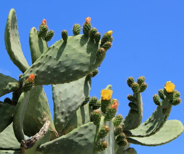 Cactus Removal in Hixson