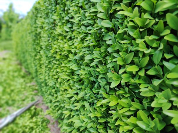 Cost of Boxwood Pruning in Hixson
