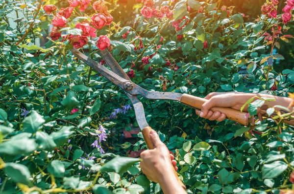 Knockout Roses Pruning in Hixson