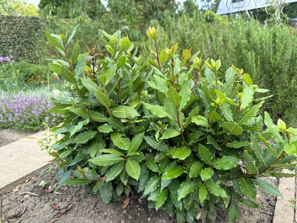 Laurel Hedge Trimming in Hixson