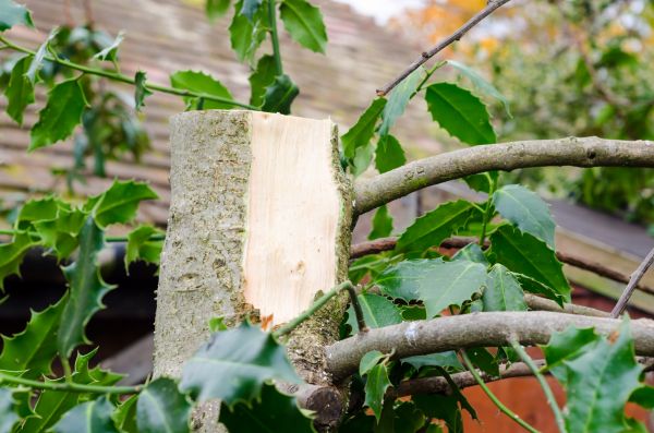 Holly Tree Removal in Hixson