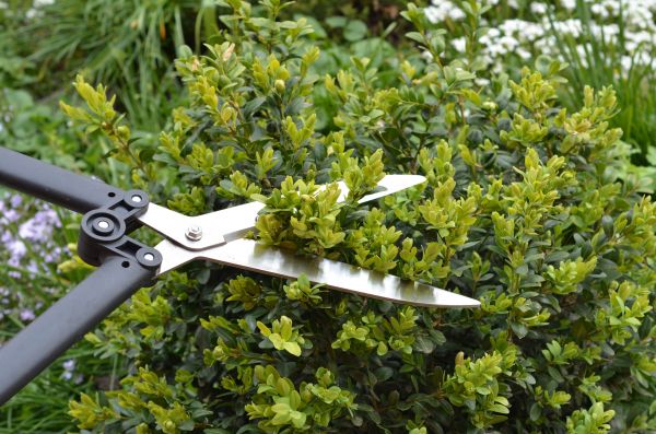 Cost of Boxwood Trimming in Hixson