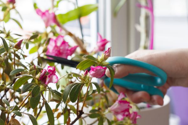 Azalea Pruning in Hixson