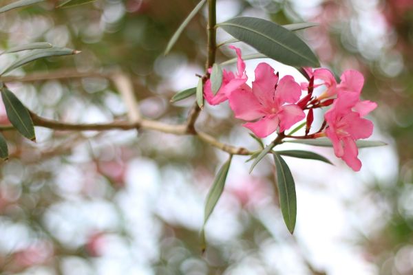 Oleander Removal in Hixson