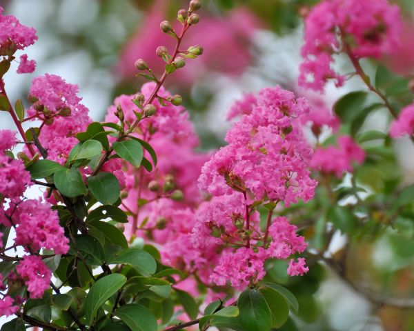 Crepe Myrtle Removal in Hixson