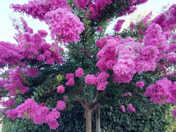 Crape Myrtle Pruning in Hixson