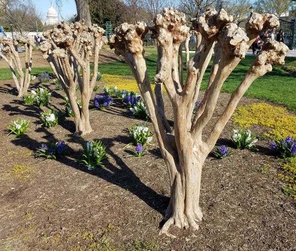 Myrtle Tree Removal in Hixson