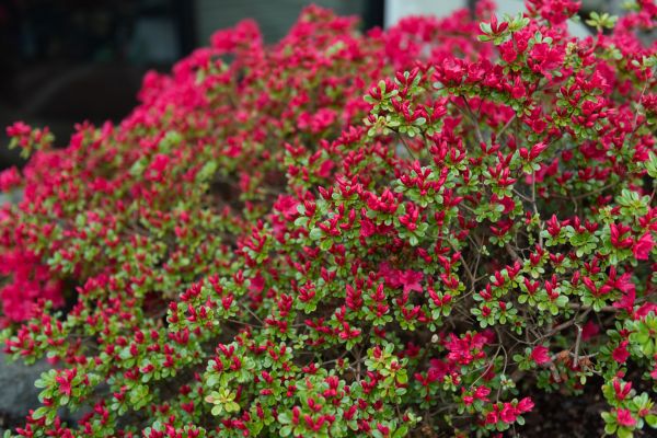 Weigela Removal Service in Hixson