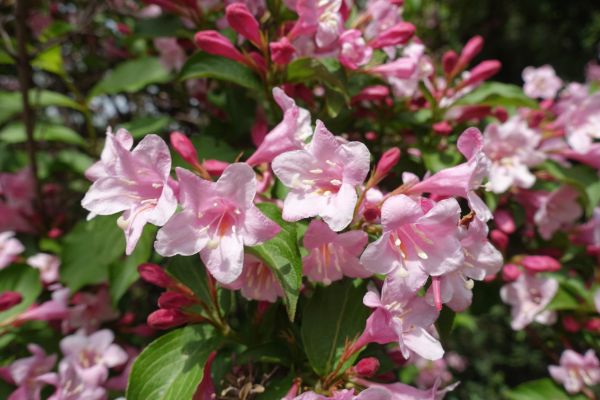 Weigela Pruning Service in Hixson