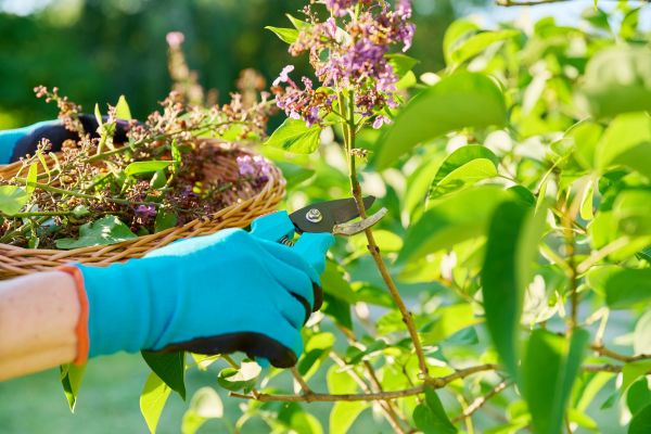 Lilac Trimming Service in Hixson