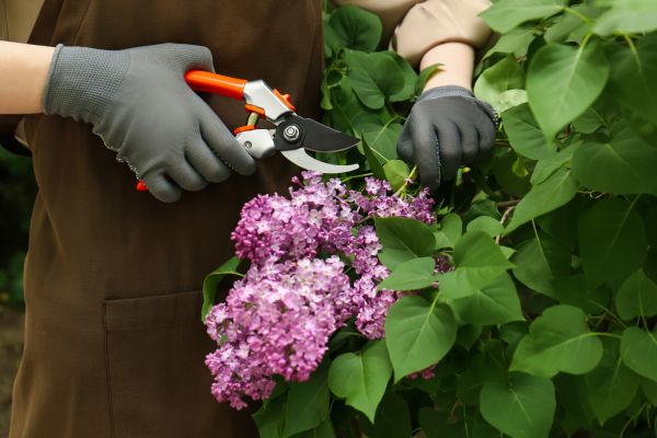 Lilac Pruning Service in Hixson