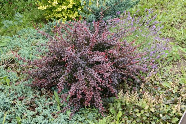Japanese Barberry Removal in Hixson
